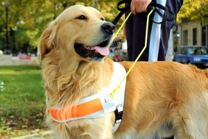 guide-dog-golden-retriever